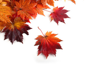 autumn maple leaves