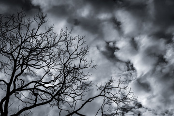 Wall Mural - Silhouette dead tree on dark dramatic sky and white clouds background for death and peace. Halloween day background. Despair and hopeless concept. Sad of nature. Death and sad emotion background.