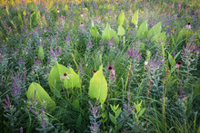 Prairie Dock, Pale Purple Coneflower And Leadplant Perfectly Orchestrated By Mother Nature. To Form A Beautiful Summer Wildflower Arrangement.