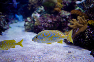 Wall Mural - Sea life, colorful sea fish swimming in clear water with coral or water plant in background