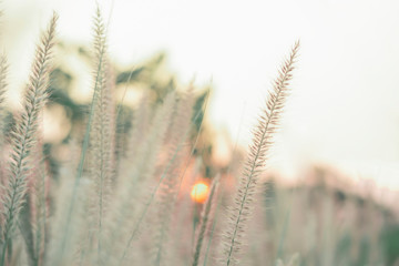 blown white grass by the wind with the soft light of the sunset for green leaf background