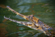 Malayan Gharial (Tomistoma Schlegelii)