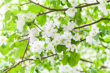  White blooming flowers on apple tree branches close up, fresh green leaves blurred background, beautiful spring cherry blossom, sakura in bloom, summer nature, lush flowering springtime orchard garden