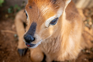 Wall Mural - Portrait of a baby antelope