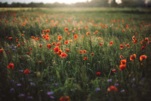 Poppy And Cornflowers In Sunset Light In Summer Meadow. Atmospheric Beautiful Moment. Copy Space. Wildflowers In Warm Light, Flowers In Countryside. Rural Simple Life