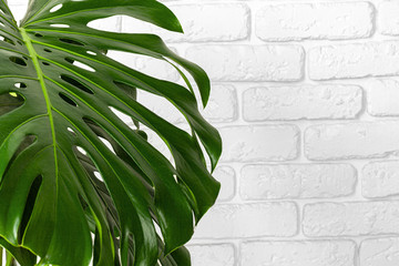 Wall Mural - Close up of a monstera plant leaves against white brick wall. Copy space