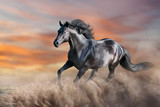 Fototapeta Konie - Black horse run gallop in desert dust against sunset sky