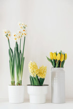 Different Spring Flowers In Full Bloom In Vases And Pots Against White Background.