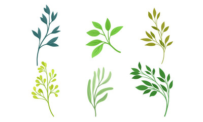 Green Twigs and Branches with Leaves Vector Set