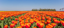 Panorama Of Orange Tulips In Noordoostpolder, Netherlands