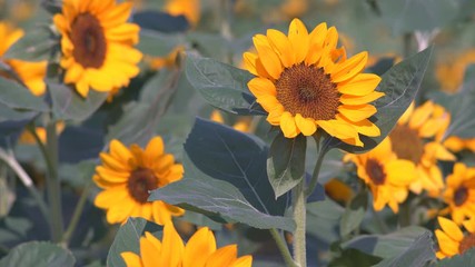 Wall Mural - Beautiful nature of Sunflowers field  in summer season