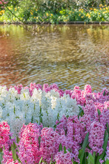 Wall Mural - Background purple and white grape hyacinth Muscari flowering. Many muscari grape hyacinth flowers in garden. Early spring grape hyacinth.