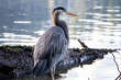 © Nate Hovee - Close-up Shot of Great Blue Heron in Puget Sound - Washington, USA
