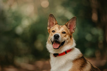Happy Mixed Breed Dog In A Collar Posing Outdoors