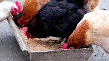 A group of free range chickens eating outside on a farm