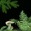 mushrooms under fern leaves isolated on black background