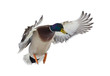 dark head mallard duck drake on white in flight
