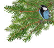 blue tit and green fir branches isolated on white