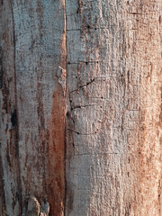 Wall Mural -  beautiful background texture of an old cracked tree