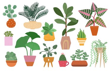 Wall Mural - Home plants. Isolated plant in pot, planting ficus, yucca and fern. Tropical houseplant and succulents, indoor trees. Vector garden set. Illustration garden home flower, green decorative collection