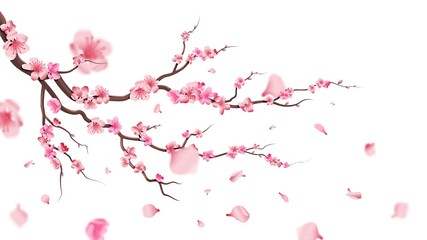 sakura blossom branch. falling petals, flowers. isolated flying realistic japanese pink cherry or ap