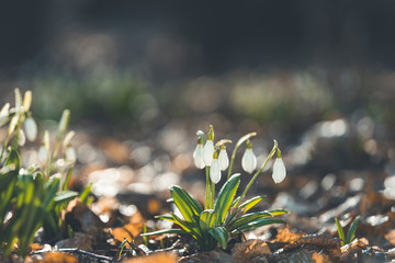 Wall Mural - beautiful snowdrops in spring forest. tender spring flowers snowdrops with water drops harbingers of
