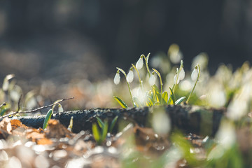 Wall Mural - beautiful magic snowdrops in spring forest. scenic view of the spring forest with blooming flowers. 