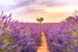 Artistic lavender landscape, spring summer nature, blooming floral, herbs, sunset view. Lavender flowers, artistic landscape