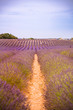 Lavender lines in Provence. Summer floral, peaceful floral nature landscape.