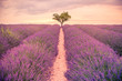 Artistic lavender landscape, spring summer nature, blooming floral, herbs, sunset view. Lavender flowers, artistic landscape