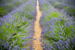 Close up of early blooming lavenders. Lines forming some rollers. Another field with blooming lavenders, trees in the background. Provence in France.