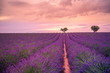 Tranquil summer floral backdrop. Lavender flowers blooming field, lonely trees uphill on sunset. Valensole, Provence, France, Europe.