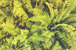 Fresh green fern bush. Forest bush nature pattern, plants