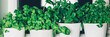 Basil. mint, parsley, coriander