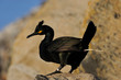 © Staffan Widstrand - Black bird poops