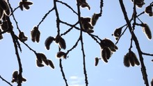 The Branches Of The Pussy-willow With Fluffy Silvery Buds Swing From The Wind Against The Background Of The Blue Sky On A Sunny Spring Day. 