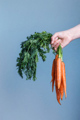 Female hand holds raw carrots with greens on a blue background. Copy space. Healthy vegetarian concept.