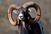 Portrait Of Ovis Aries Musimon European Mouflon, Carpathian Forest, Slovakia, Europe