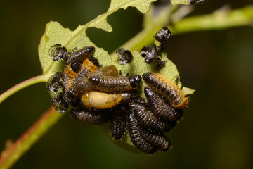 Wall Mural - Many larvae eating green leaf, black background