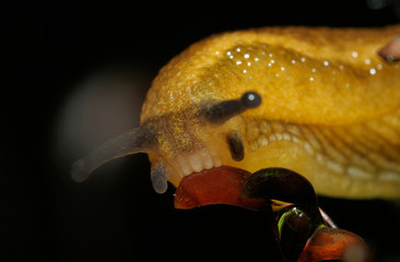 Wall Mural - Head of the snail feeding on the moss, black background