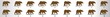 Bear Walk cycle animation frames, loop animation sequence sprite sheet 