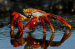 © Staffan Widstrand - Sally Lightfoot crab in water
