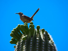 Curve-billed Thrasher On A Saguaro Cactus