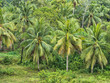 Kokospalme Plantage im Urwald