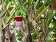 Bananenblüte mit Bananenstaude an der Palme