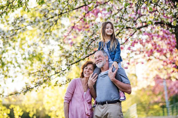 Wall Mural - Senior grandparents with small granddaugther outside in spring nature.