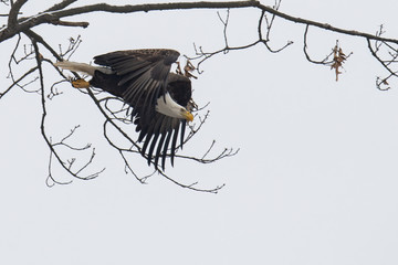 Wall Mural - an american bald eagle takes flight from its perch.