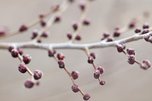 Winter Berries & Buds On A Tree Branch In Colorado, Red Berries On Winter Tree, Meadow Berries