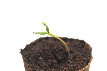 Sunflower sprout or germling with a nursery pot for plants filled with soil