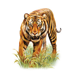 running tiger